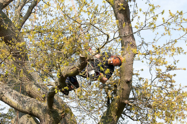 Arborista používající bezpečnostní lana - Fotografie, Obrázek