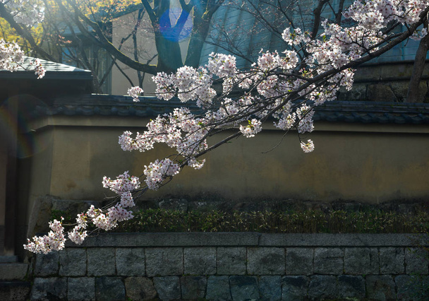 Cherry Blossom (Sakura) in Kyoto, Japan  - Foto, afbeelding