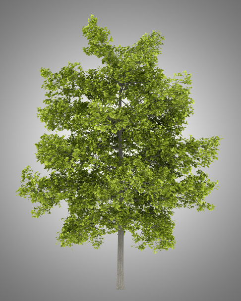gemeenschappelijke Lindeboom geïsoleerd op grijze achtergrond - Foto, afbeelding