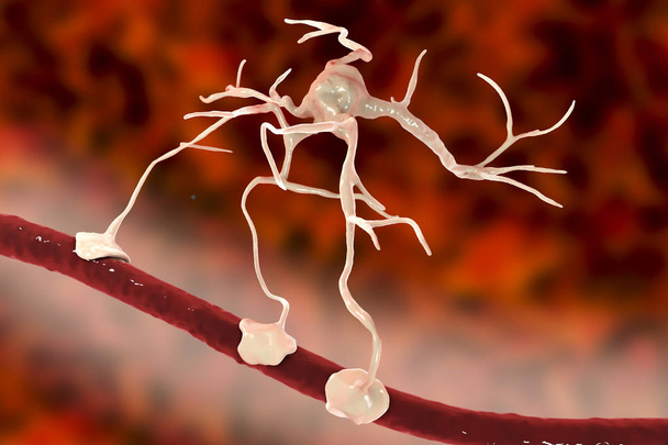 Astrocitos y vasos sanguíneos
 - Foto, Imagen