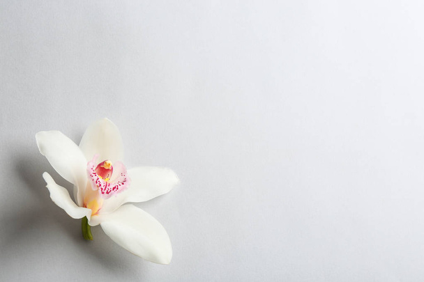 Hermosa flor de orquídea tropical sobre fondo gris, vista superior. Espacio para texto
 - Foto, Imagen