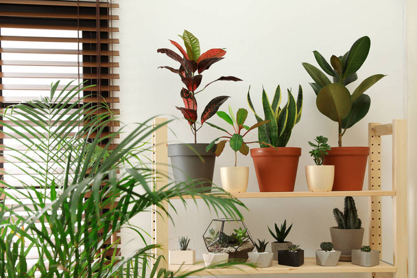 Stylish room interior with different home plants - Foto, afbeelding