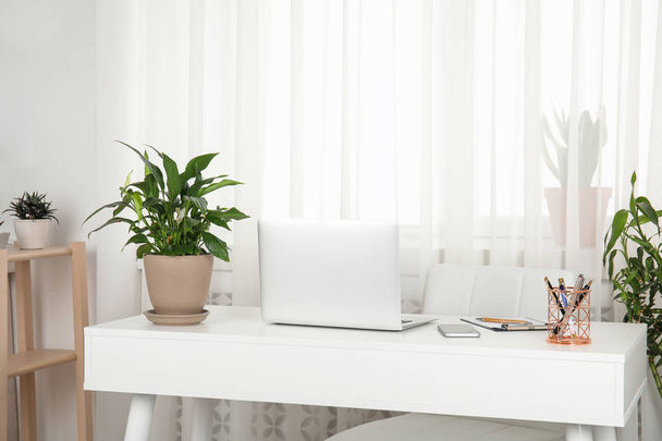Houseplants and laptop on table in office interior - Photo, image