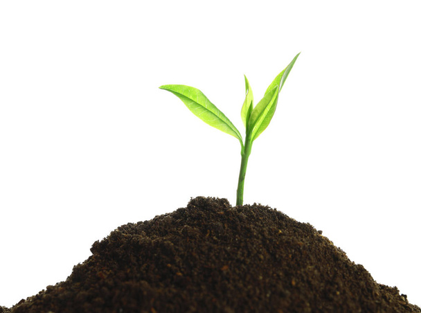 Young seedling in fertile soil on white background - Photo, Image