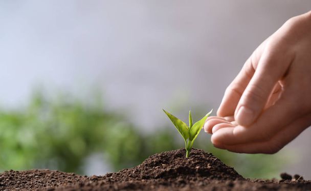 Woman protecting young seedling in soil on blurred background, closeup with space for text - Valokuva, kuva