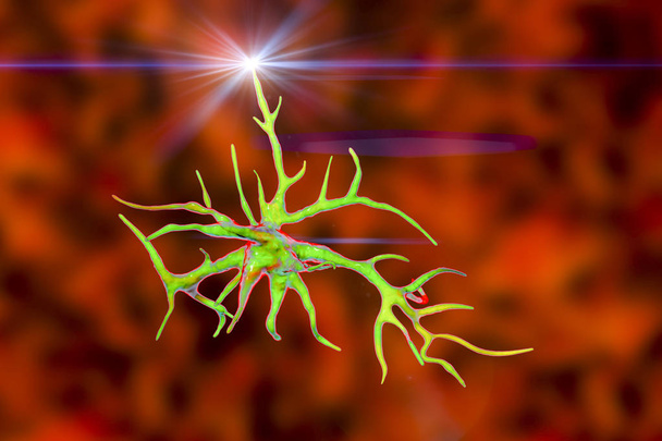 Astrocito, una célula glial cerebral
 - Foto, imagen