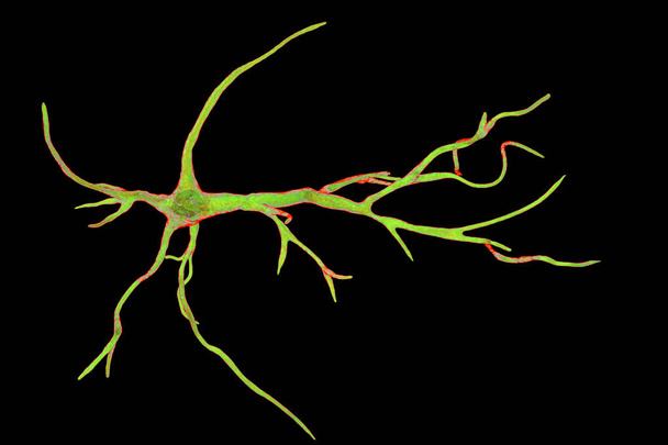 Astrocyte, az agyi glia sejt - Fotó, kép