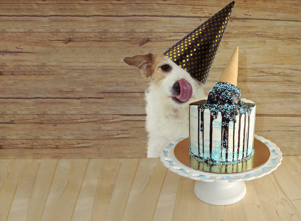HAPPY DOG CELEBRATING BIRTHDAY OR ANNIVERSARY PARTY WITH A TASTY - Photo, image