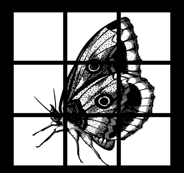 Projeto plano da borboleta do cartaz do vetor. Layout vetorial detalhado do close-up da borboleta de insetos
 - Vetor, Imagem