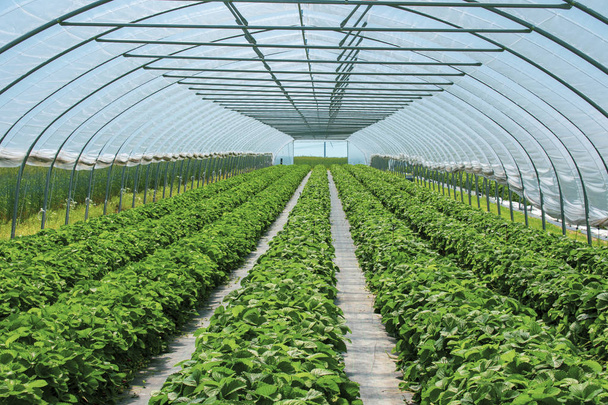 Wspaniałe rośliny truskawkowe w tunelu truskawkowym z chronionej uprawy. - Zdjęcie, obraz