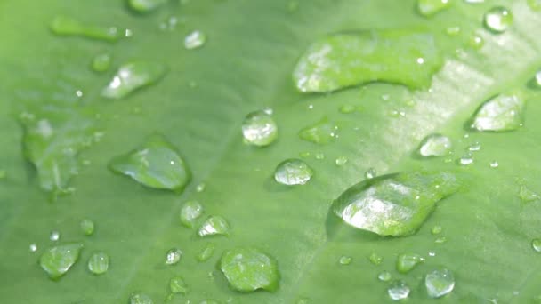 zbliżenie: deszcz spada na zielony liść. - Materiał filmowy, wideo