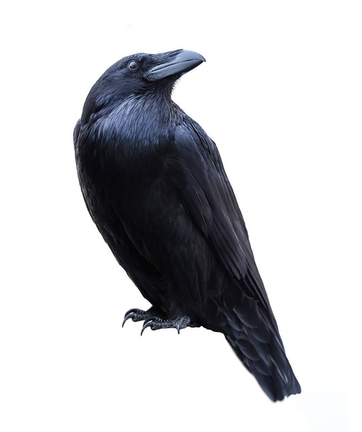 pássaro preto Corvo isolado no fundo branco
 - Foto, Imagem