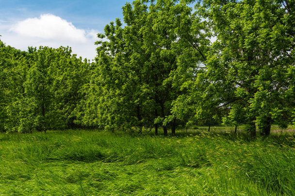 Trees and open grass field - Photo, Image