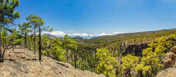 Stony path surrounded by pine trees at sunny day. Clear blue sky and some clouds along the horizon line. Rocky tracking road in dry mountain area with needle leaf woods. TTenerife, Canary Islands. - Foto, afbeelding