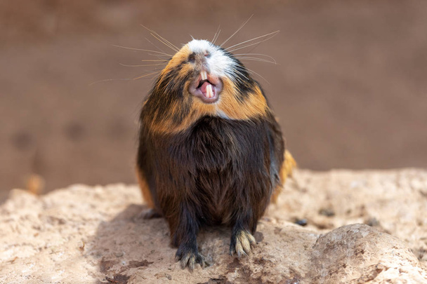 Guinea pig yawns and shows her teeth. The pet is tired. Poster. - Photo, Image