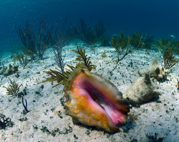 concha subaquática
 - Foto, Imagem