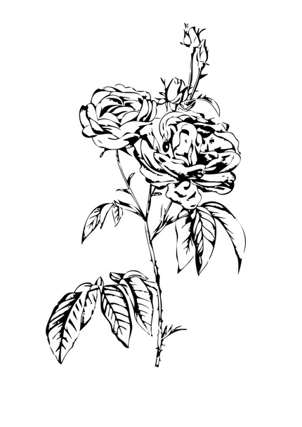 flor de rosa
 - Foto, Imagen