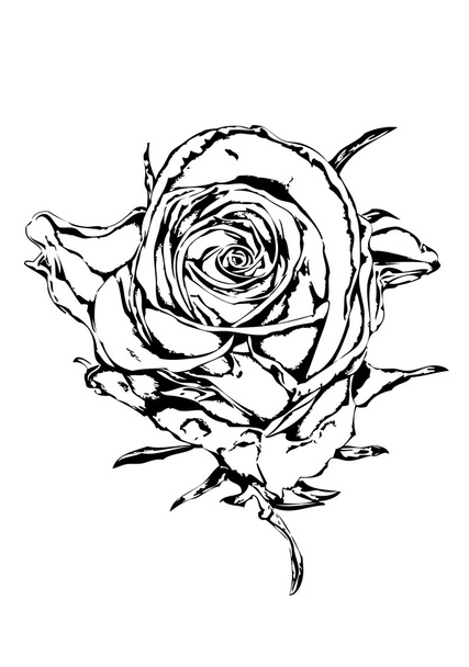 Rosa flor negro blanco
 - Foto, Imagen