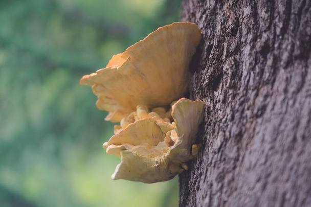 Grandi funghi arancioni crescono su un tronco d'albero
. - Foto, immagini