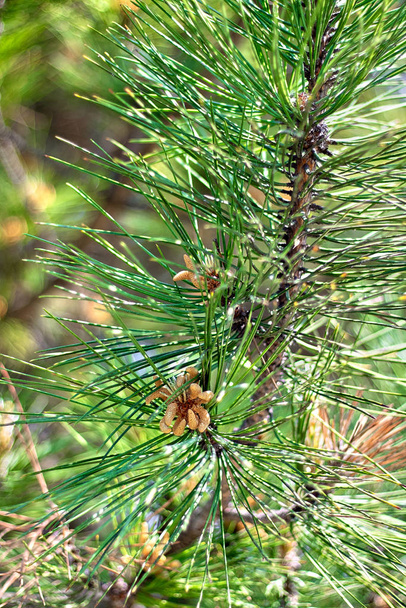 Ramo de pinheiro com cones jovens close-up
 - Foto, Imagem