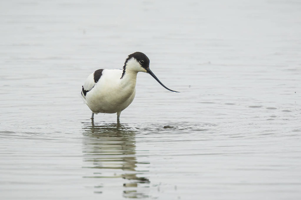 Pied Avocet, Recurvirostra avosetta, forrajeo
 - Foto, imagen