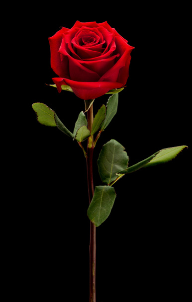 rosa roja sobre fondo negro - Foto, Imagen