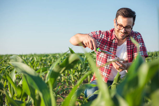 Sonriente joven agrónomo o agricultor tomando y analizando muestras de suelo en una granja de maíz
 - Foto, imagen