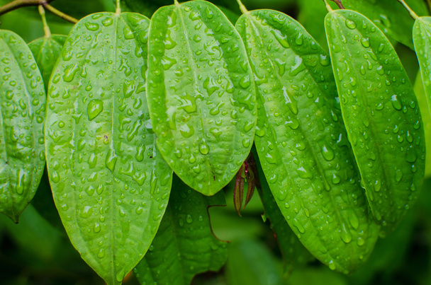 Grünes Blatt mit Wassertropfen - Foto, Bild