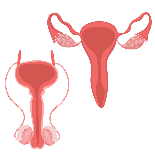 Reprodukční systémy samic a samců. Vektorová množina. Ilustrace izolované na bílém pozadí. - Vektor, obrázek