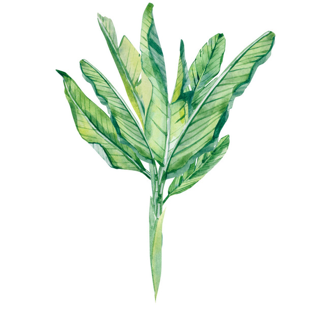 Watercolor tropical leaves art, abstract botanical summer illustration - Zdjęcie, obraz
