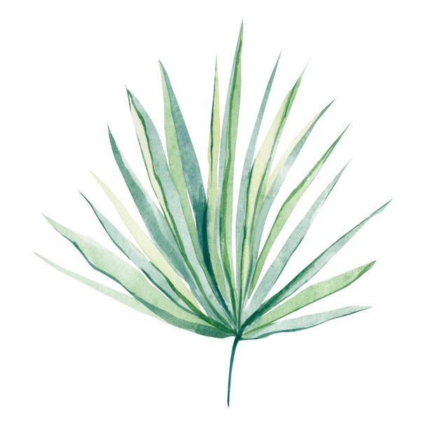 watercolor tropical leaves for wedding invintation, greeting cards and more design - Photo, Image