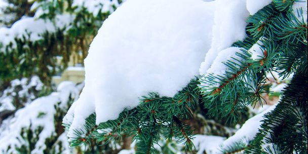 Snow-covered branches of a beautiful spruce in winter - Photo, image