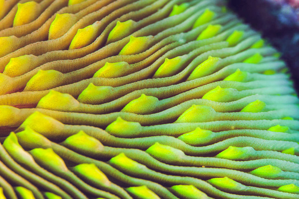 Μανιτάρι κοραλλιογενή σκελετό - Φωτογραφία, εικόνα