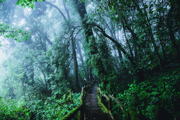 Arbres et forêts Dans la gamme Forêt pluviale Mousse verte et pont en bois au sentier naturel Angka dans le parc national Doi Inthanon en Thaïlande
. - Photo, image