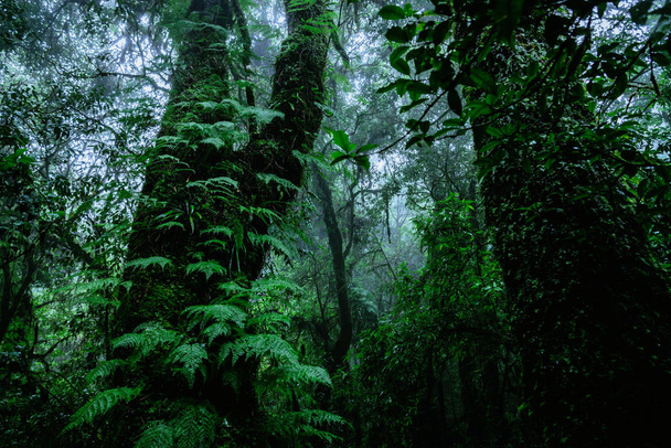Δέντρα και δάση στην περιοχή του δάσους της βροχής πράσινα βρύα και ξύλινο γεφύρι στο Angka μονοπάτι της φύσης στο Ντόι Ίνθανον εθνικό πάρκο στην Ταϊλάνδη. - Φωτογραφία, εικόνα