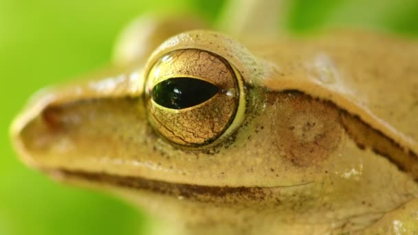 木のカエルの頭と目のマクロは静的なショットをクローズアップ, ボケの背景と緑の葉の中に座って.金色の木のカエル、両生類の動物. - 映像、動画