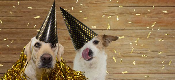 Banner twee gelukkige honden vieren verjaardag, Nieuwjaar of Annivers - Foto, afbeelding
