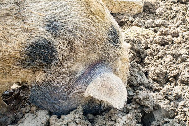Primer plano de una cabeza de cerdo doméstica con hocico en el barro
 - Foto, Imagen