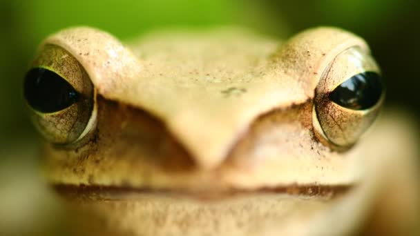 金色の木のカエルの頭口と目マクロの肖像画は静的なショットをクローズアップ, ボケの背景と緑の葉の中に座って.フライングツリーカエル、両生類動物. - 映像、動画
