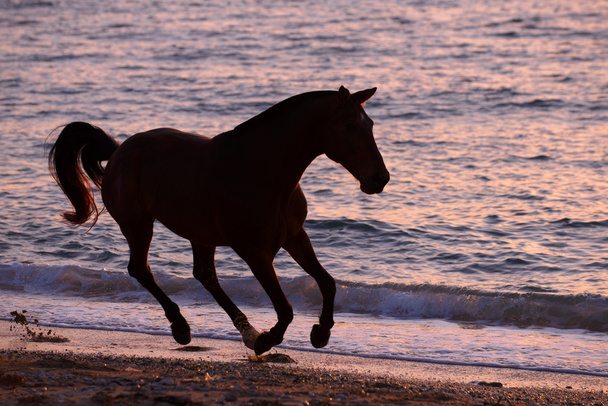 Horse running through water - Foto, imagen