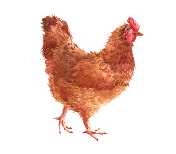 Akvarelu kuře, pták, pták kohout izolovaných na bílém pozadí. - Fotografie, Obrázek
