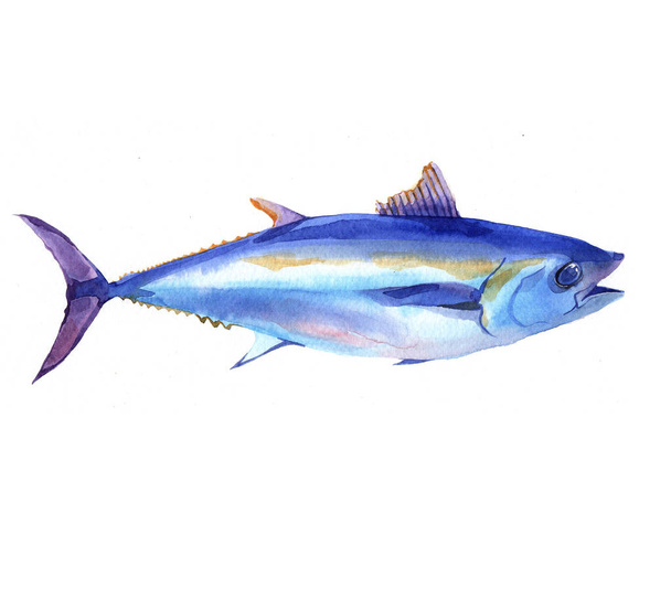 Ακουαρέλα ψαριών τόνου που απομονώνονται σε ένα λευκό φόντο εικόνα. - Φωτογραφία, εικόνα
