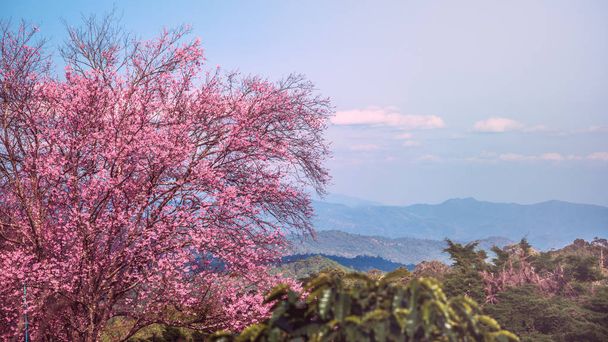 θέα στη φύση του φυσικού βουνού. Τα λουλούδια. khunwang Chiangmai Ταϊλάνδη. - Φωτογραφία, εικόνα