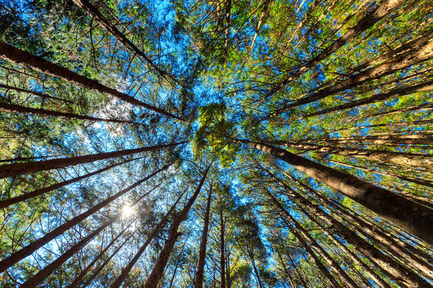 Japanischer Zypressenwald - Foto, Bild