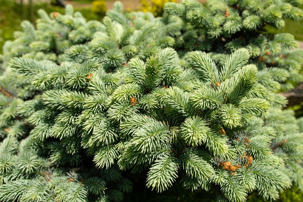 Csodálatos zöld textúra a karácsonyfa közelről. - Fotó, kép