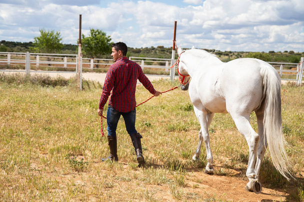 Onherkenbaar vent in Casual outfit bedrijf riem en wandelen met wit paard in paddock op bewolkte dag in het platteland - Foto, afbeelding