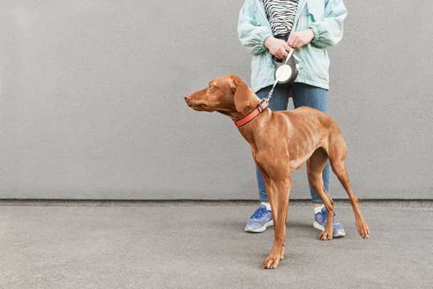 De benen van het meisje en een bruine hond tegen de achtergrond van de grijze muur. Wandel door de stad met een hond. Hond kijkt naar een lege ruimte voor reclame - Foto, afbeelding