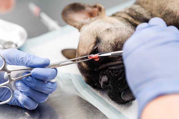 Resection of the lacrimal sac on the dog's eyes in veterinary medicine - Fotografie, Obrázek