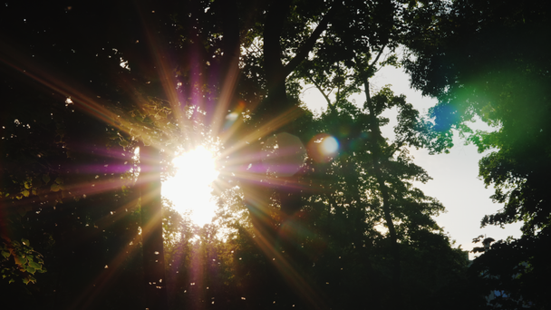 Este az erdőben-a nap süt a fák ágai, a málnavessző repül az előtérben - Felvétel, videó