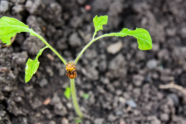 Colorado kovakuoriaiset istuu tomaatti kasvi ja syö lehtiä, hämärtynyt tausta
 - Valokuva, kuva